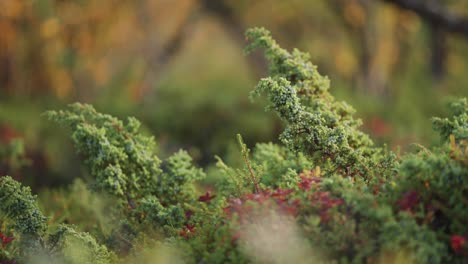 A-close-up-parallax-shot-of-the-creeping-evergreen-shrub-in-the-autumn-tundra