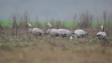 The-Flock-of-bar-headed-goose-grazing