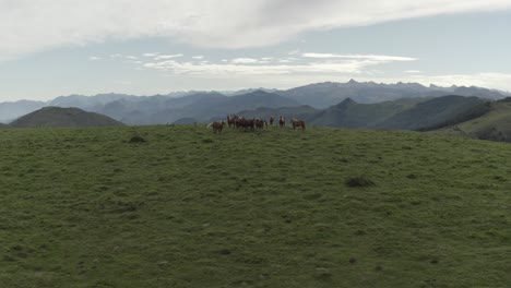 Wild-horses-grazing-in-green-fields-of-Col-Inharpu-with-beautiful-mountain-range-in-background,-Basque-Pyrenees,-France