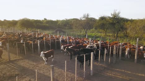 Herd-of-cattle-in-a-sunlit-pen-on-a-farm,-some-moving,-others-resting,-in-daylight