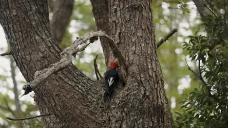 Male-Magellanic-Woodpecker-Perching-On-Tree-Trunk-In-The-Forest-In-Tierra-del-Fuego-National-Park,-Argentina---Close-Up