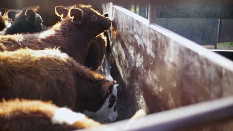 Cattle-in-a-pen-backlit-by-sunlight,-flares-of-light,-close-up