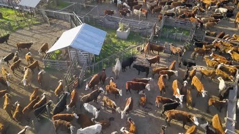 Una-Bulliciosa-Granja-Ganadera-Con-Numerosas-Vacas-Durante-El-Día,-Vista-Aérea