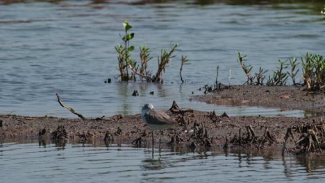 Seen-resting-with-its-head-in-the-wing,-Common-Sandpiper-Actitis-hypoleucos,-Thailand