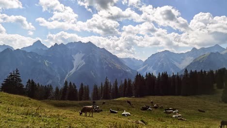 Timelapse-De-Vacas-Relajándose-En-Los-Alpes-Austriacos-Con-Payasos-Volando-Sobre-Las-Montañas-En-Segundo-Plano.