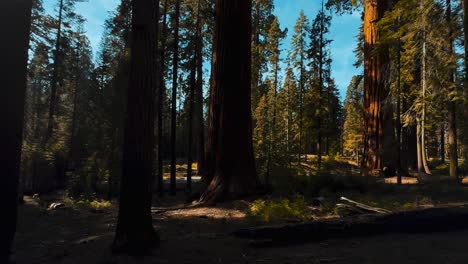 Sequoia-Nationalpark-Mit-Riesigen-Bäumen-Im-Berühmten-Kalifornischen-Redwood-Wald