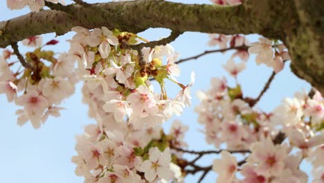 Kirschblüten-In-Voller-Blüte-Mit-Wespenbesuch,-Sonnenbeschienener-Hintergrund,-Frühlingsstimmung,-Nahaufnahme