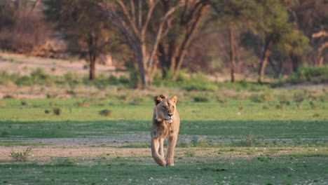 Lion-Walking-Towards-The-Camera-In-African-Savanna---Wide-Shot