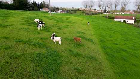Drohnenansicht-Von-Kühen,-Die-Auf-Grünen-Feldern-Auf-Der-Insel-São-Miguel-Grasen---Azoren,-Portugal