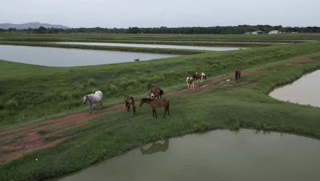 Drone-circling-around-wild-horses-grazing-along-irrigated-rice-fields,-Bayaguana,-Comatillo-in-Dominican-Republic
