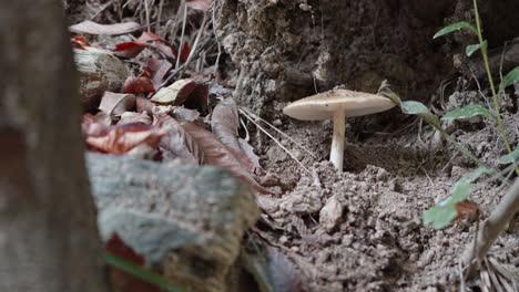 Single-mushroom-growing-in-a-forest,-earthy-tones-with-a-focus-on-natural-detail,-soft-natural-lighting
