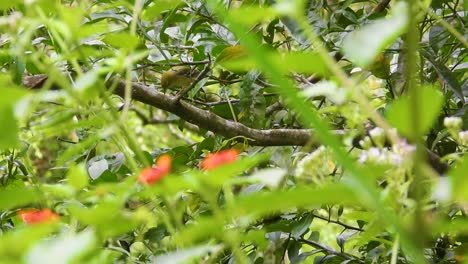 Pájaro-Tangara-Verde-Oliva-Saltando-Sobre-Las-Ramas-De-Los-árboles-En-El-Jardín