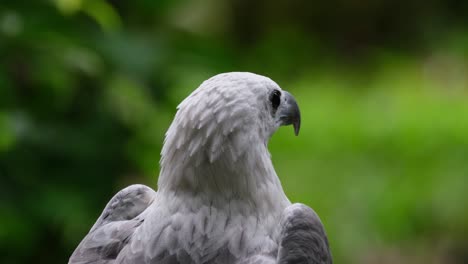 Seen-from-its-back-looking-to-the-left-and-right,-White-bellied-Sea-Eagle-Haliaeetus-leucogaster,-Philippines