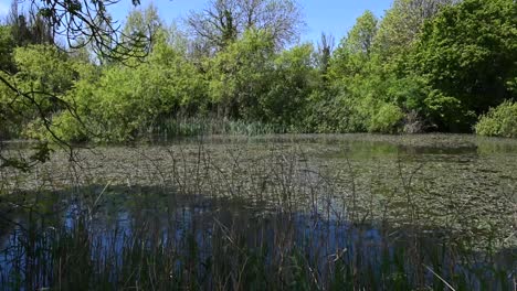 Still-water-in-sunlight-with-lily-pads-,reeds-and-trees-in-a-gentle-breeze