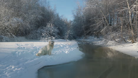 cream-golden-retriever-sits-looking-at-the-camera-near-the-frozen-creek
