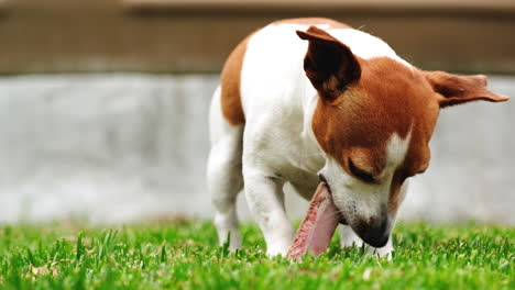 Cute-Jack-Russell-terrier-chewing-on-bone-on-grass,-closeup-real-low-angle