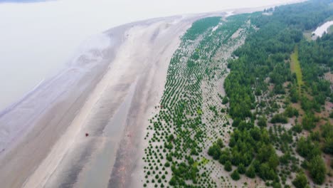 Neu-Aufgeforsteter-Kiefernwald-Zur-Wiederaufforstung-Entlang-Des-Strandes-Kuakata-Lebur-Char,-Küste-Bangladeschs