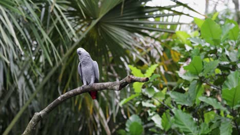 A-slow-motion-shot-of-a-majestic-African-Grey-bird,-standing-on-a-branch-in-the-rainforest