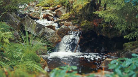 Ein-Kleiner-Wasserfall-Auf-Dem-Seichten-Bach-Im-üppigen-Grünen-Sommerwald