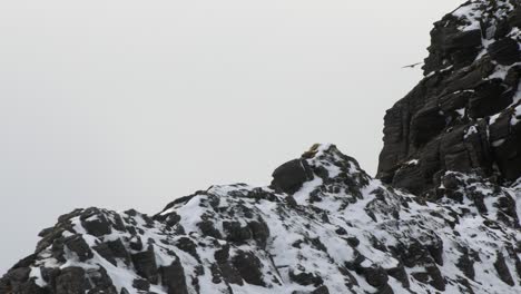 Raven-perched-on-snowy-mountain-ridge-and-flying-away,-Highlands,-Scotland