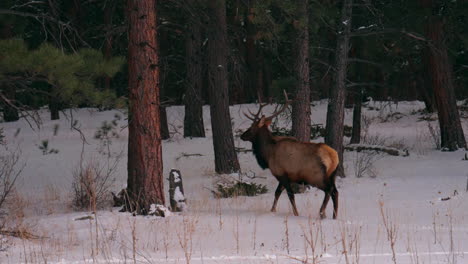 Bull-Elk-antlers-herd-Rocky-Mountains-Denver-Colorado-Yellowstone-National-Park-Montana-Wyoming-Idaho-wildlife-animal-sunset-winter-walking-through-forest-meadow-backcountry-buck-hunter-pan-follow