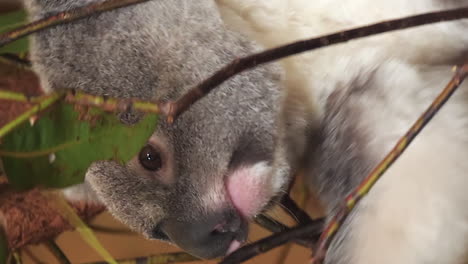 Koala-Frisst-Eukalyptusblätter,-Vertikale-Nahaufnahme,-Brisbane,-Australien