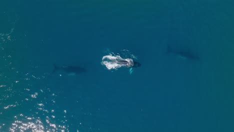 Wide-aerial-birdseye-view-of-three-humpback-whales-swimming-together-and-one-surfaces-to-breath