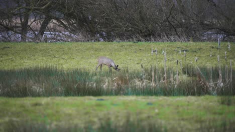 Roe-deer-stag-grazing-in-grassy-wetland-on-river-shore-on-autumn-day