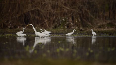 Flock-of-Egrets-Hunting-in-Swamp-area-of-A-lake