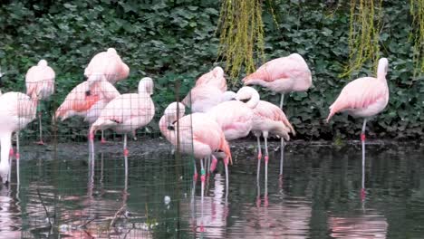Panning-on-a-colony-of-pink-flamingos-standing-on-the-lakeshore