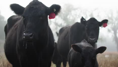 Heifer-Cows-and-Young-Calf-on-Cold-Early-Morning-Oak-Tree-Pasture