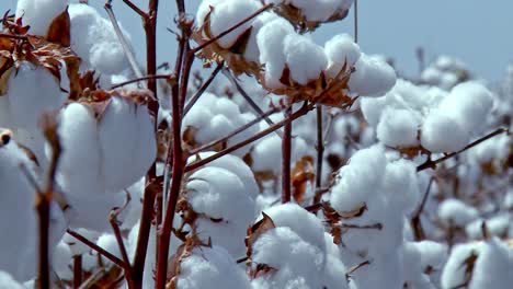 Brazilian-cotton-industry-plays-crucial-role-in-the-country’s-economy