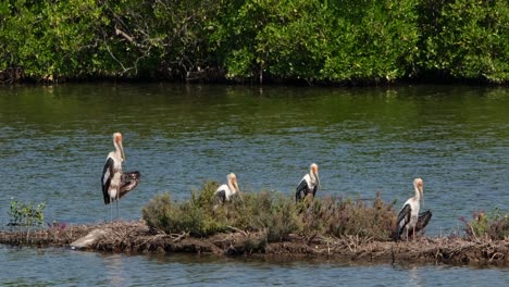 Camera-zooms-in-revealing-this-big-birds-basking-and-resting-on-the-bund,-Painted-Stork-Mycteria-leucocephala,-Thailand