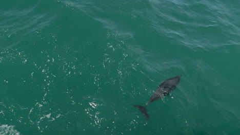 A-single-dolphin-swims-in-slow-motion-and-comes-up-to-breath---Kaikoura,-New-Zealand