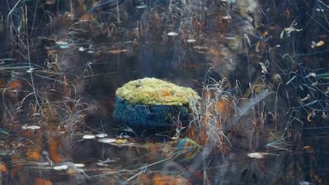 Moss-covered-tree-trunk-in-the-swamp-surrounded-by-dark-water-and-withered-grass