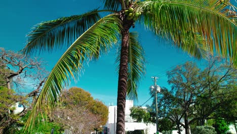Reveladora-Palmera-De-Coco:-Un-Símbolo-Por-Excelencia-De-La-Miami-Tropical,-Florida