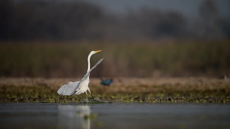 The-Great-Egret-Flying-in-Lake