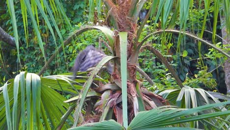 Schwarzer-Falkenadler-Hebt-Aus-Dem-Tropischen-Wald-In-Minca,-Kolumbien,-In-Der-Nähe-Von-Santa-Marta-Ab