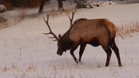 Bull-Elk-buck-winter-Colorado-Yellowstone-Montana-Wyoming-Idaho-wildlife-animals-sunset-winter-feeding-grass-open-snowy-meadow-herd-of-males-deer-Denver-front-range-backcountry-buck-hunter-gimbal-pan