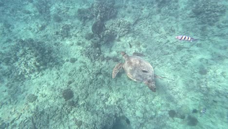 Meeresschildkröten-Und-Tropische-Fische