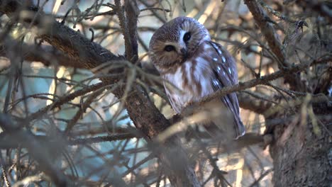 A-northern-saw-whet-owl-looks-around-from-its-perch-high-up-in-a-conifer-tree