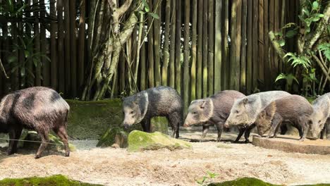 Group-Of-Collared-Peccaries-Walking-Around-In-Zoo-Park
