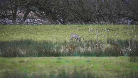 Roe-deer-stag-grazing-in-grass-on-river-shore-in-windy-autumn-weather