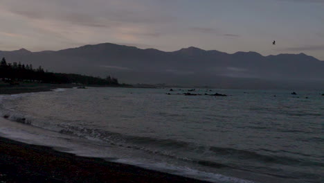 Toma-En-Cámara-Lenta-De-Una-Playa-Al-Atardecer-Con-Montañas-Al-Fondo-Y-Una-Gaviota---Kaikoura,-Nueva-Zelanda