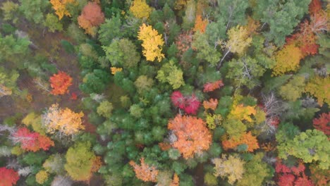 Disparo-Aéreo-De-Drones-En-ángulo-Recto-Hacia-Abajo-Volando-Sobre-Los-Impresionantes-árboles-Que-Han-Cambiado-De-Color-Debido-A-La-Temperatura-Del-Otoño