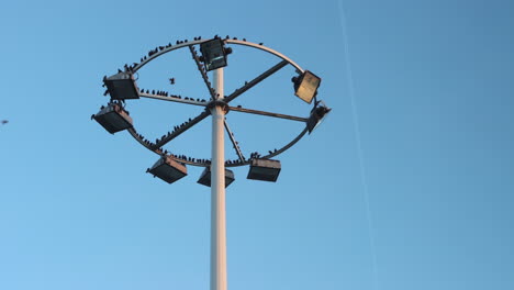 Birds-On-High-Mast-Light-Pole-Against-Blue-Sky-At-Paris-CDG-Airport-In-France