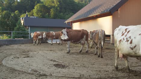 Full-shot-of-Simmental-cows-in-Austria,-cattle-breeding,-static-view,-day