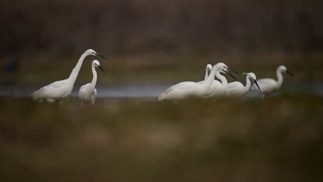 Flock-of-Egrets-Fishing-in-Wetland