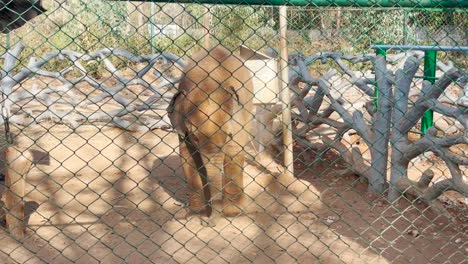 Cerca-De-Un-Bebé-Elefante-Asiático-Confinado-Arrojando-Tierra-Con-La-Trompa