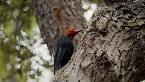 Pájaro-Carpintero-Magallánico-Macho-En-El-Bosque-Del-Parque-Nacional-Tierra-Del-Fuego,-Argentina---Primer-Plano